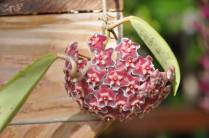 Bela flôr no Jardim Botânico de Nevis - Caribe